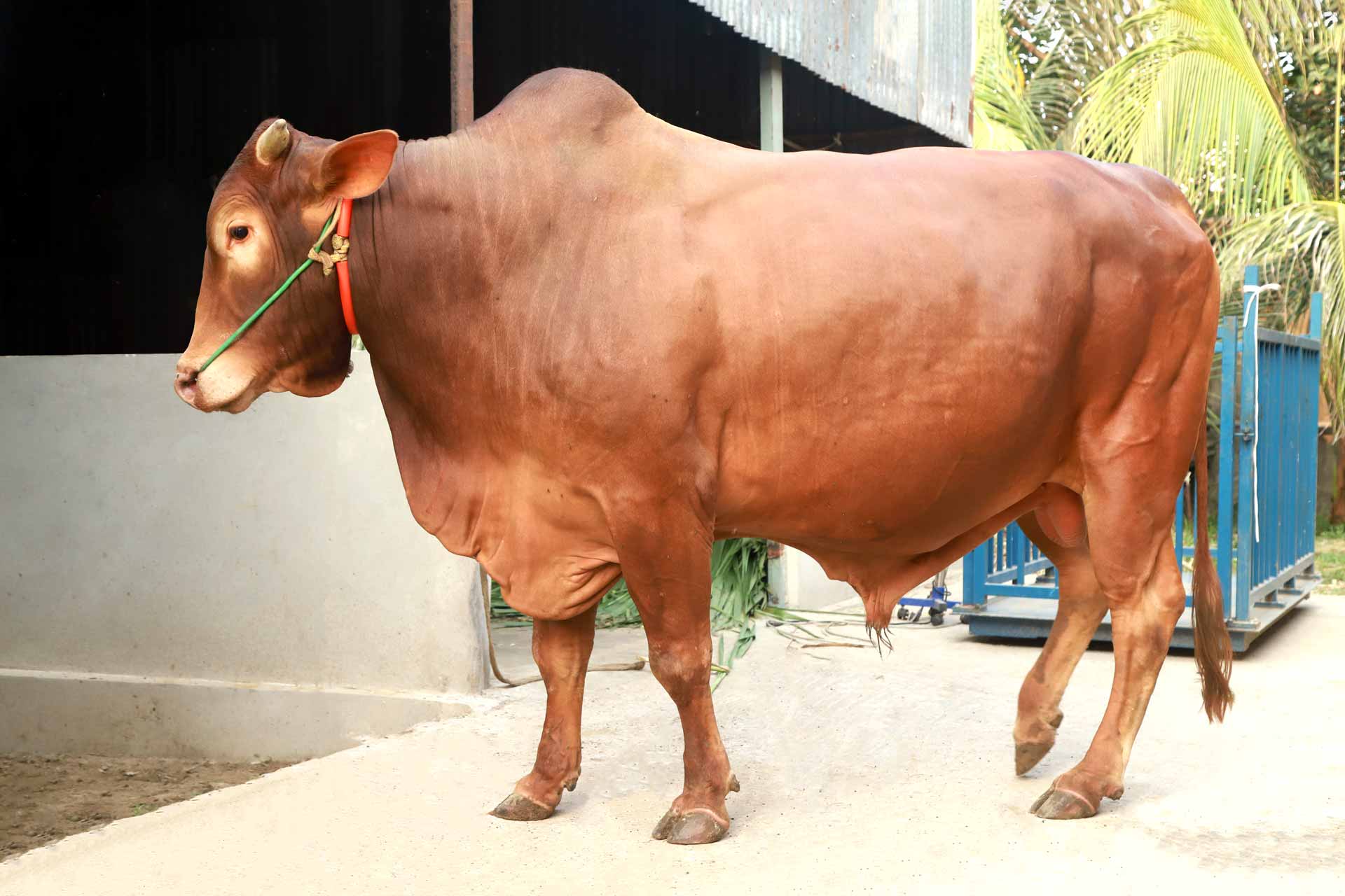 লাল বাহাদুর